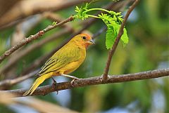 Saffron Finch